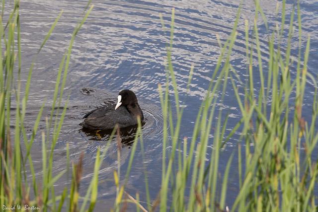 Eurasian Coot (Fulica atra) at Kinderdijk