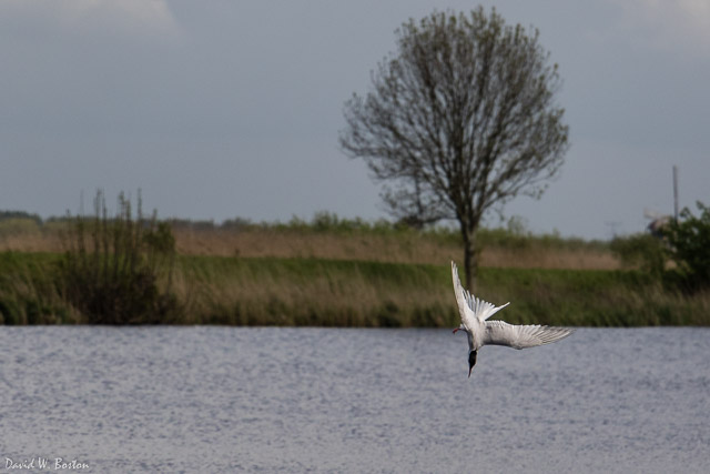 Dive Bomber:  Common Tern (Sterna hirundo) fishing at Kinderdijk