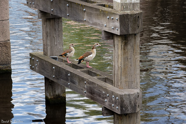 Egyptian Geese (Alopochen aegyptiaca) along the Delfshavense Schie at Coolhaven (Cool Harbor) in Delfshaven