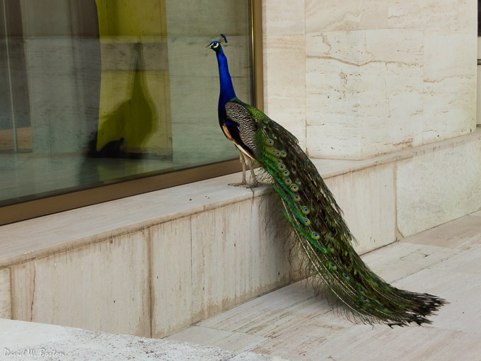 Blue Peafowl (Pavo cristatus) at the Palais des Nations