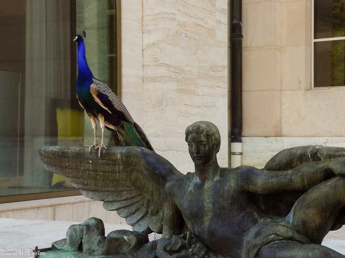 Blue Peafowl (Pavo cristatus) at the Palais des Nations