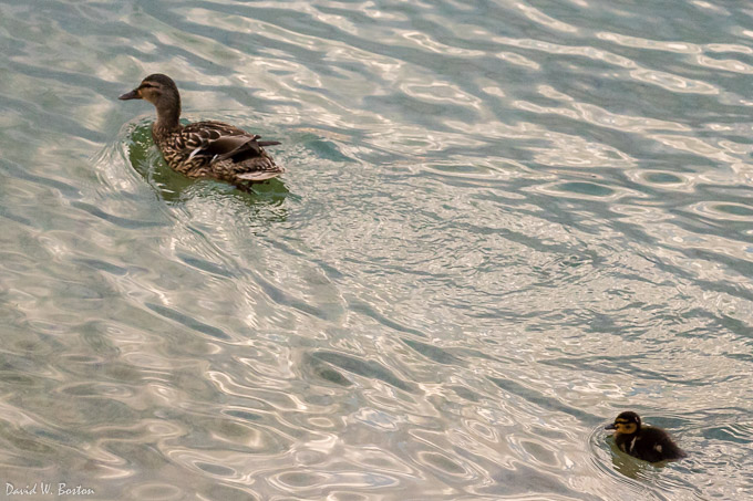 Garganey (Anas querquedula) female and chick