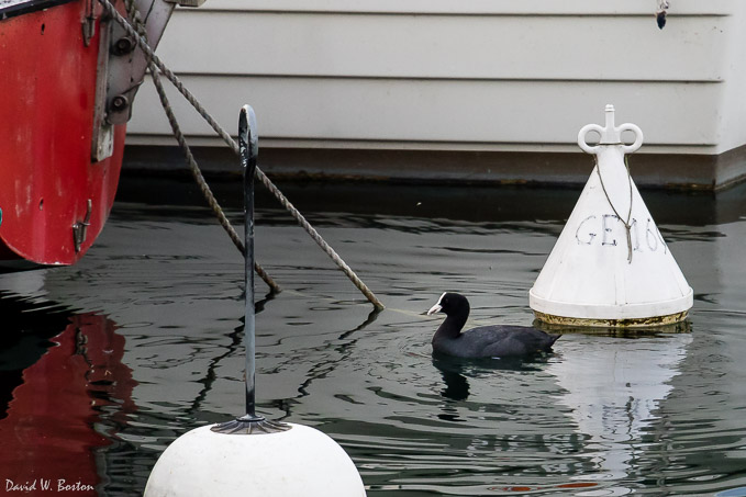 Eurasian Coot (Fulica atra) in the marina at Quai Wilson (Lake Geneva)