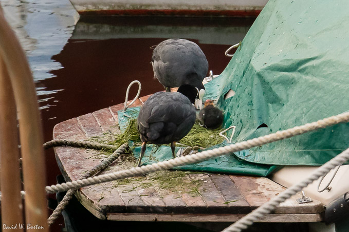 Eurasian Coots (Fulica atra) with chick in the marina at Quai Wilson (Lake Geneva)