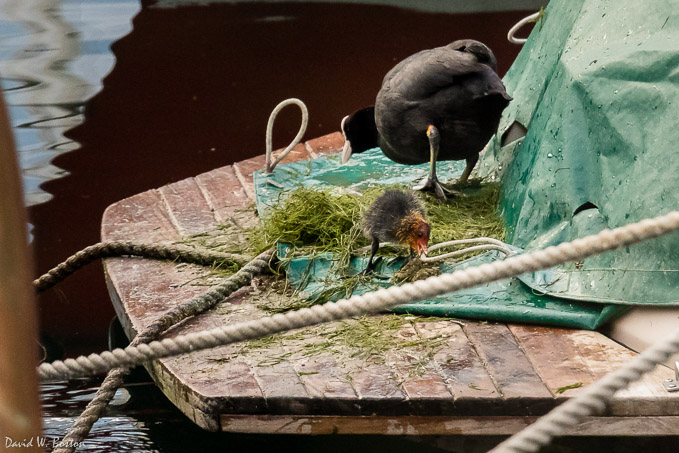 Eurasian Coot (Fulica atra) with chick in the marina at Quai Wilson (Lake Geneva)