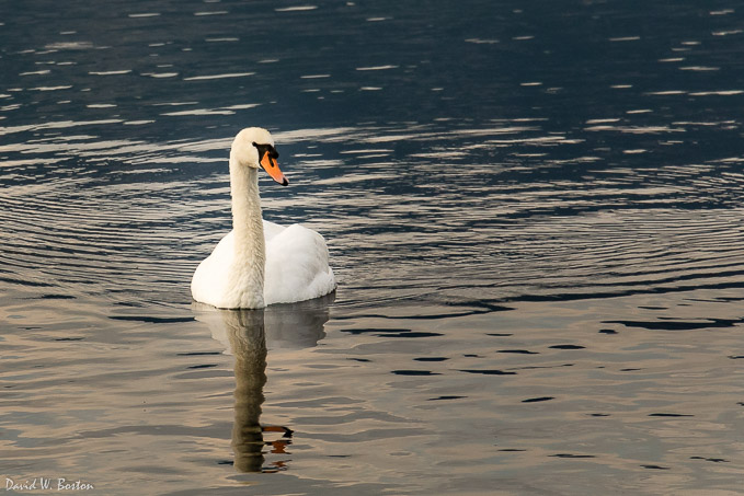 Mute Swan (Cygnus olor) in early morning light on Lake Geneva