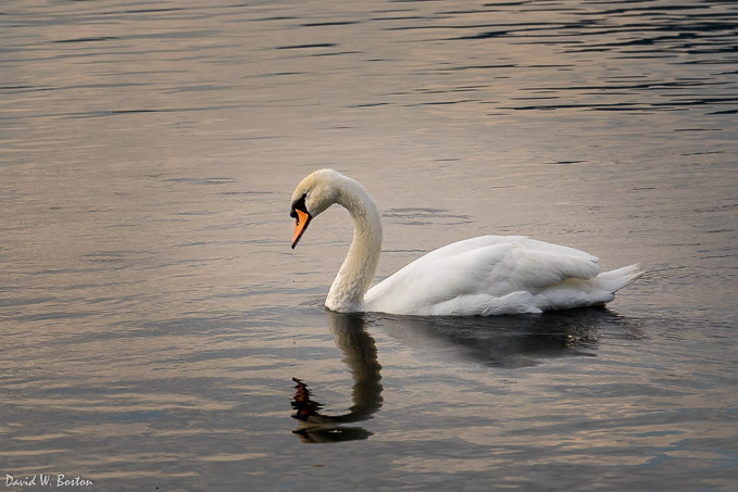 Mute Swan (Cygnus olor) in early morning light on Lake Geneva