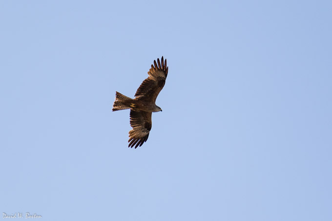 Common Buzzard (Buteo buteo) over Ferney Voltaire