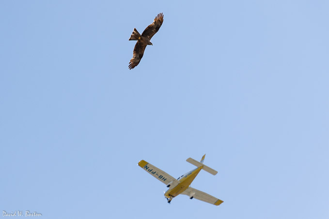 Common Buzzard (Buteo buteo) and airplane in flight over Ferney Voltaire