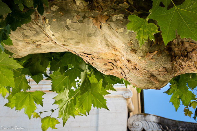 American Sycamore (Platanus occidentalis) branch