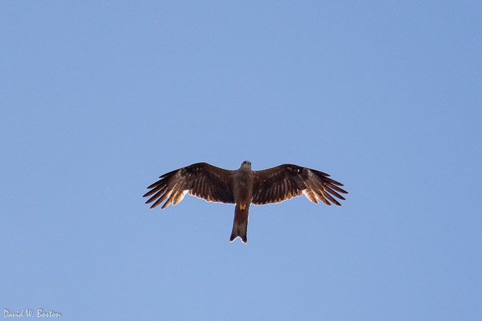 Red Kite (Milvus milvus) in flight over Ferney-Voltaire