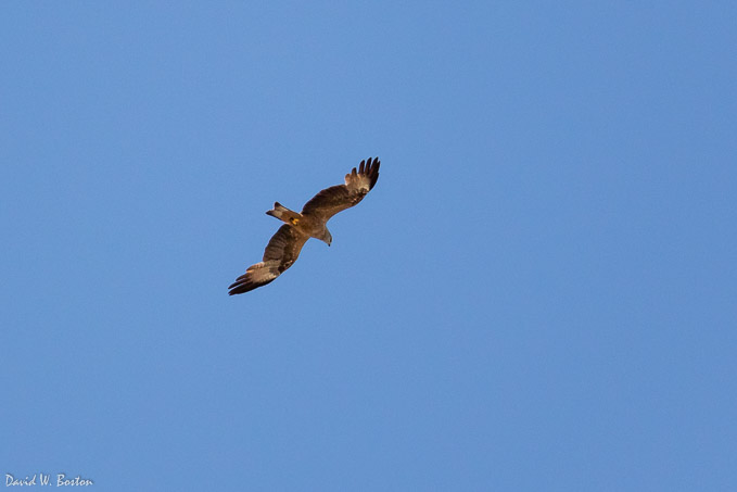 Red Kite (Milvus milvus) in flight over Ferney-Voltaire