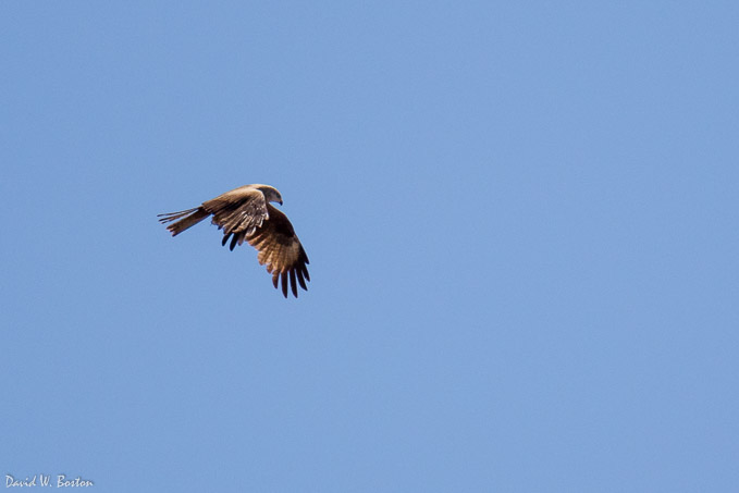 Common Buzzard (Buteo buteo) over Ferney Voltaire